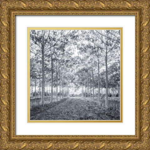 Pathway through trees in forest Gold Ornate Wood Framed Art Print with Double Matting by Frank, Assaf