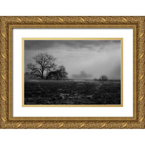 Shaded Trees Gold Ornate Wood Framed Art Print with Double Matting by Linden, Sally