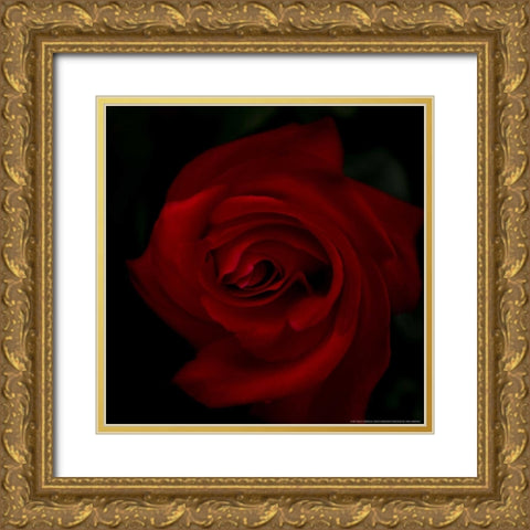 Red Rose Gold Ornate Wood Framed Art Print with Double Matting by Linden, Sally