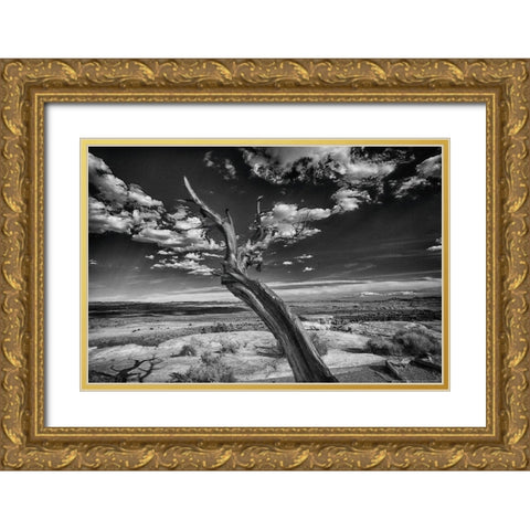 Desert Tree Gold Ornate Wood Framed Art Print with Double Matting by Linden, Sally