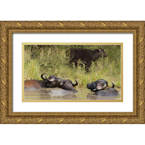 Water Buffalo Gold Ornate Wood Framed Art Print with Double Matting by Linden, Sally