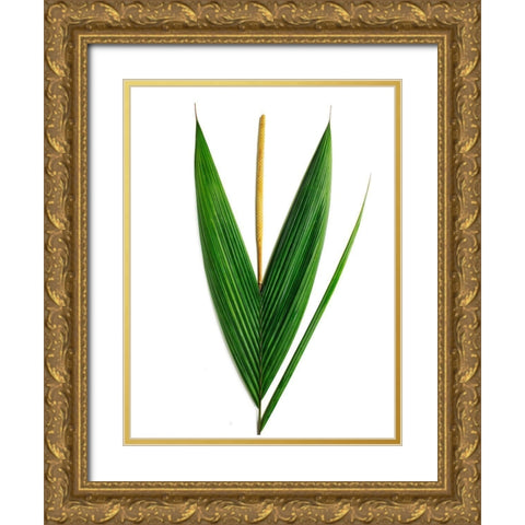 Palms-Costa Rica Gold Ornate Wood Framed Art Print with Double Matting by Rosenthal, Barry