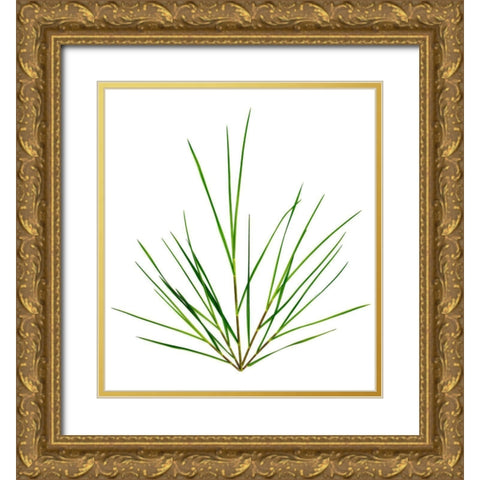 Michigan Grass Gold Ornate Wood Framed Art Print with Double Matting by Rosenthal, Barry