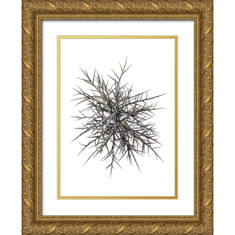 Thorns Gold Ornate Wood Framed Art Print with Double Matting by Rosenthal, Barry