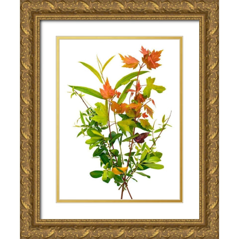 Maple Gold Ornate Wood Framed Art Print with Double Matting by Rosenthal, Barry