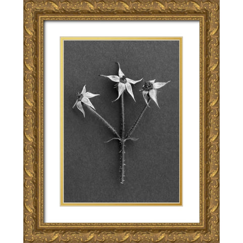 Rose Hips Gold Ornate Wood Framed Art Print with Double Matting by Rosenthal, Barry