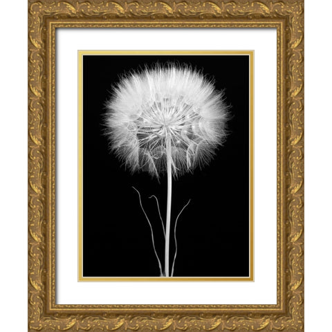Salsify Gold Ornate Wood Framed Art Print with Double Matting by Rosenthal, Barry