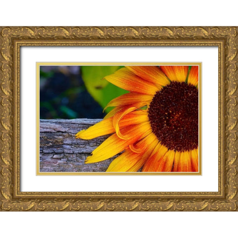 Sunflower Gold Ornate Wood Framed Art Print with Double Matting by Vizvary, Susan