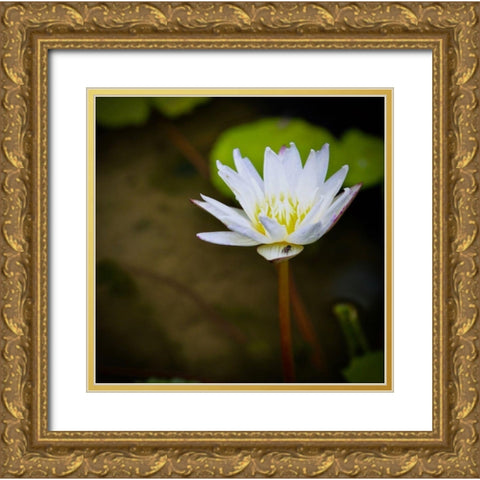 Lily and Fly Gold Ornate Wood Framed Art Print with Double Matting by Vizvary, Susan