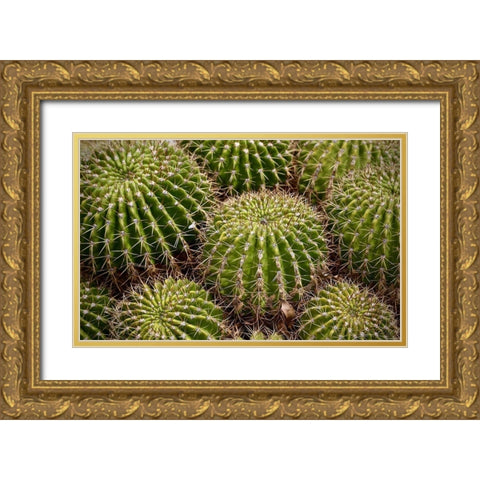 Succulant Gold Ornate Wood Framed Art Print with Double Matting by Vizvary, Susan
