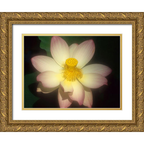 Lotus Flower Gold Ornate Wood Framed Art Print with Double Matting by Vizvary, Susan