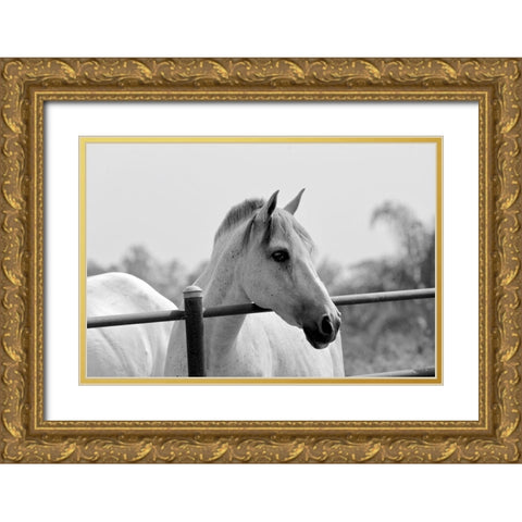 White Horse Over Fence Gold Ornate Wood Framed Art Print with Double Matting by Vizvary, Susan