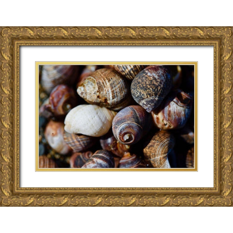 Spiral Shells Gold Ornate Wood Framed Art Print with Double Matting by Vizvary, Susan