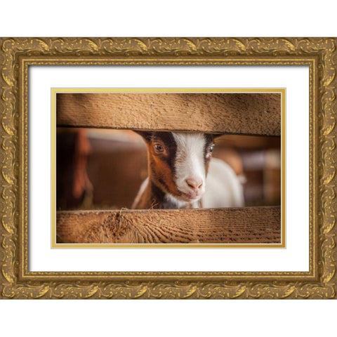 Spring Lamb Gold Ornate Wood Framed Art Print with Double Matting by Henk van Gog