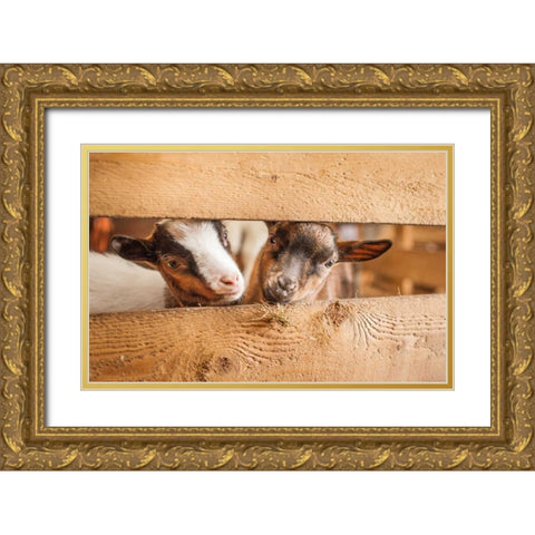 Spring Lamms Gold Ornate Wood Framed Art Print with Double Matting by Henk van Gog