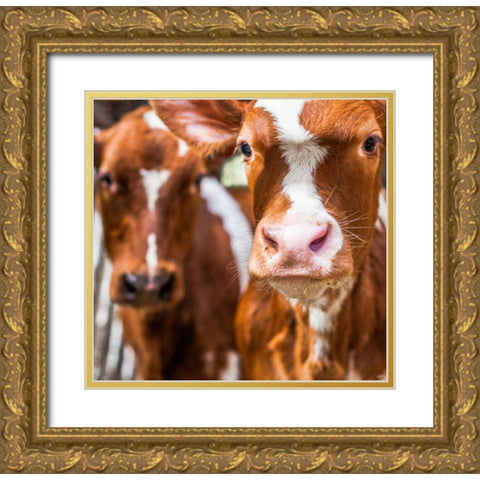 Spring cows 1 Gold Ornate Wood Framed Art Print with Double Matting by Henk van Gog
