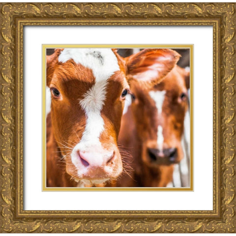 Spring cows 2 Gold Ornate Wood Framed Art Print with Double Matting by Henk van Gog