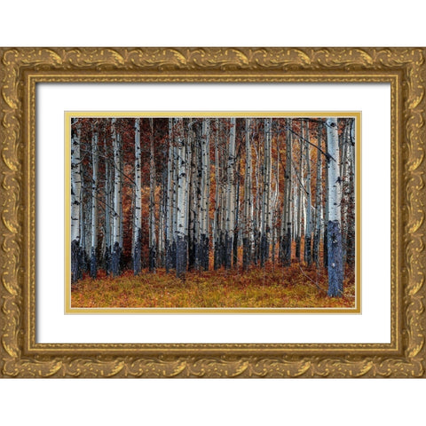 Birches Gold Ornate Wood Framed Art Print with Double Matting by Kostka, Vladimir
