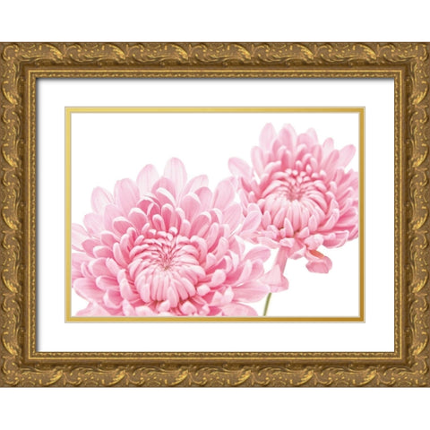 CHRYSANTHEMUM IN BLOOM Gold Ornate Wood Framed Art Print with Double Matting by Fossey, George