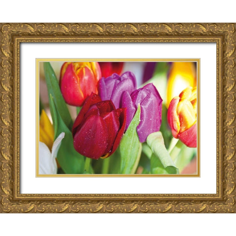 NATURAL TULIPS Gold Ornate Wood Framed Art Print with Double Matting by Witt, Sibylle