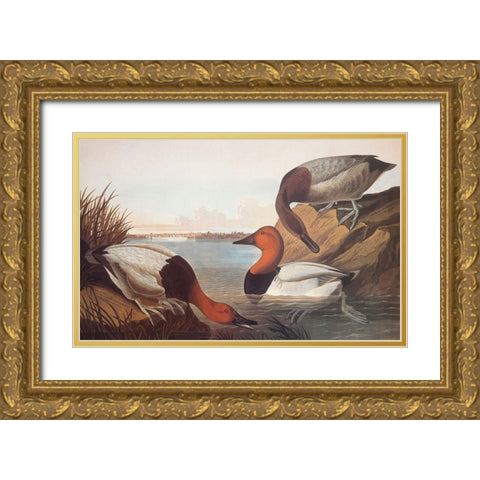 Canvas-Backed Duck Gold Ornate Wood Framed Art Print with Double Matting by Audubon, John James