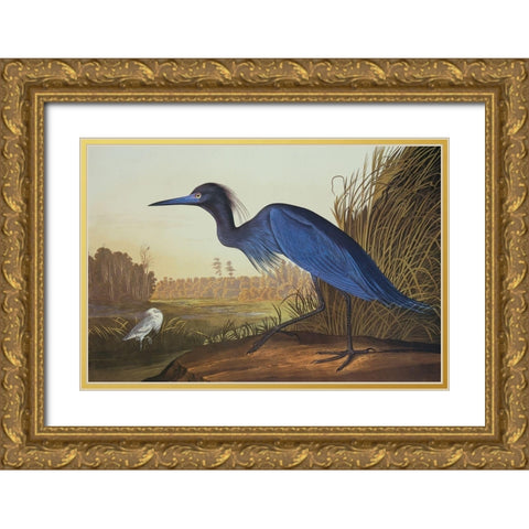 Blue Crane Or Heron Gold Ornate Wood Framed Art Print with Double Matting by Audubon, John James
