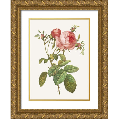 Rosa Centrifolia Foliacea Gold Ornate Wood Framed Art Print with Double Matting by Redoute, Pierre Joseph