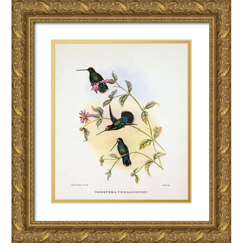 Dorifera Veraguensis Gold Ornate Wood Framed Art Print with Double Matting by Ashley, Aaron