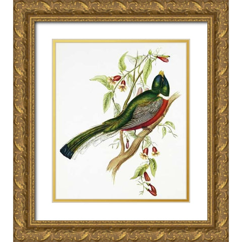 Trogon Ambiguus Gold Ornate Wood Framed Art Print with Double Matting by Ashley, Aaron