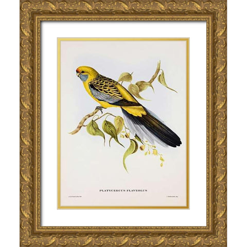 Platycercus Derbianus Gold Ornate Wood Framed Art Print with Double Matting by Ashley, Aaron