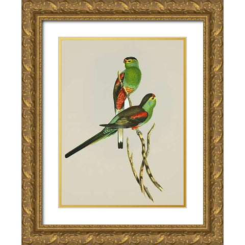 Psephotus Pulcherrimus Gold Ornate Wood Framed Art Print with Double Matting by Ashley, Aaron
