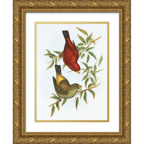 Haematospiza Sipahi Gold Ornate Wood Framed Art Print with Double Matting by Ashley, Aaron