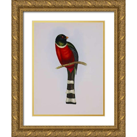 Trogon Mexicanus Gold Ornate Wood Framed Art Print with Double Matting by Ashley, Aaron