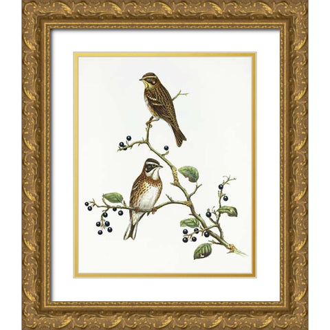 Emberiza Rustica Gold Ornate Wood Framed Art Print with Double Matting by Ashley, Aaron