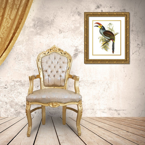 Pteroglossus Hypoglaucus Gold Ornate Wood Framed Art Print with Double Matting by Ashley, Aaron