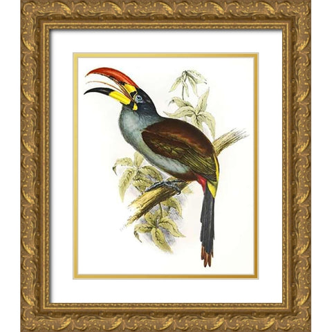 Pteroglossus Hypoglaucus Gold Ornate Wood Framed Art Print with Double Matting by Ashley, Aaron