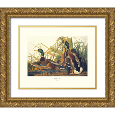 Mallard Duck (decorative border) Gold Ornate Wood Framed Art Print with Double Matting by Audubon, John James