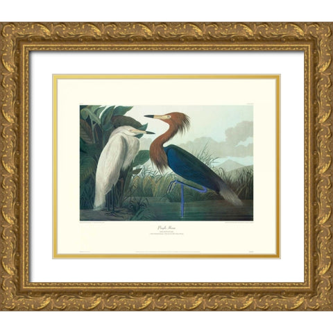 Purple Heron (decorative border) Gold Ornate Wood Framed Art Print with Double Matting by Audubon, John James