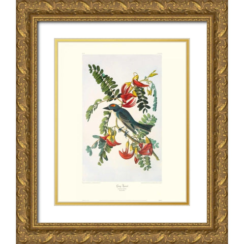 Gray Tyrant (decorative border) Gold Ornate Wood Framed Art Print with Double Matting by Audubon, John James