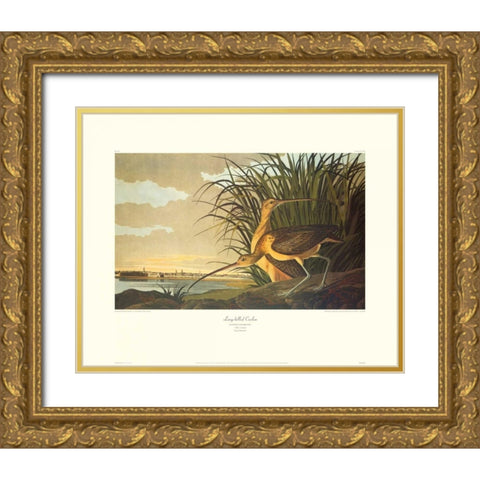 Long-Billed Curlew (decorative border) Gold Ornate Wood Framed Art Print with Double Matting by Audubon, John James