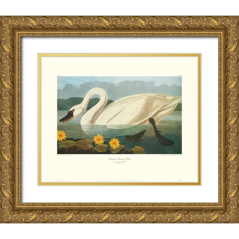 Common American Swan (decorative border) Gold Ornate Wood Framed Art Print with Double Matting by Audubon, John James