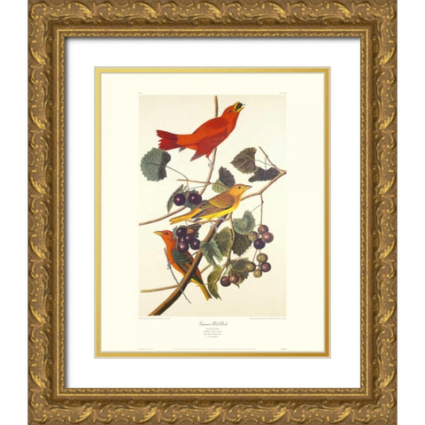 Summer Red Bird (decorative border) Gold Ornate Wood Framed Art Print with Double Matting by Audubon, John James