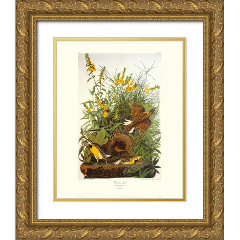 Meadow Lark (decorative border) Gold Ornate Wood Framed Art Print with Double Matting by Audubon, John James