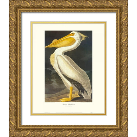 American White Pelican (decorative border) Gold Ornate Wood Framed Art Print with Double Matting by Audubon, John James