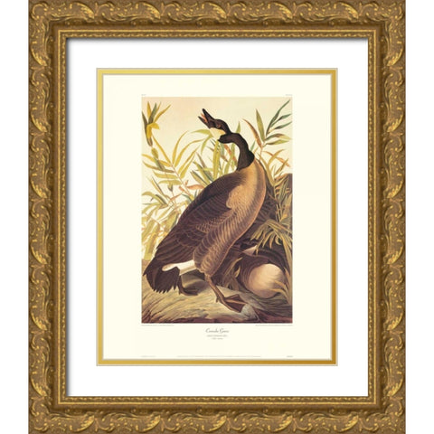 Canada Goose (decorative border) Gold Ornate Wood Framed Art Print with Double Matting by Audubon, John James