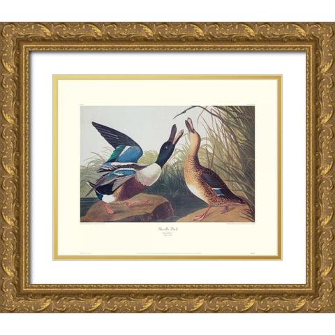 Shoveller Duck (decorative border) Gold Ornate Wood Framed Art Print with Double Matting by Audubon, John James