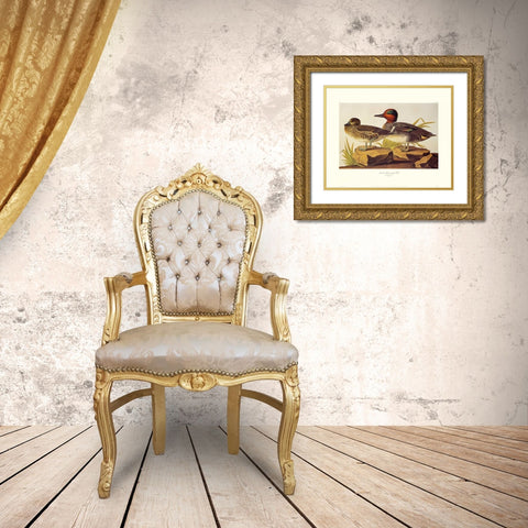 American Green-Winged Teal (decorative border) Gold Ornate Wood Framed Art Print with Double Matting by Audubon, John James