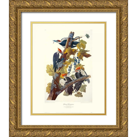 Pileated Woodpecker (decorative border) Gold Ornate Wood Framed Art Print with Double Matting by Audubon, John James