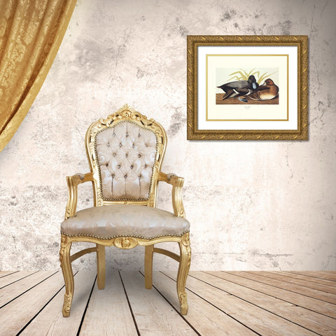 Scaup Duck (decorative border) Gold Ornate Wood Framed Art Print with Double Matting by Audubon, John James
