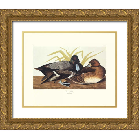 Scaup Duck (decorative border) Gold Ornate Wood Framed Art Print with Double Matting by Audubon, John James